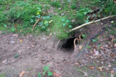 dassenburcht nabij in het bos